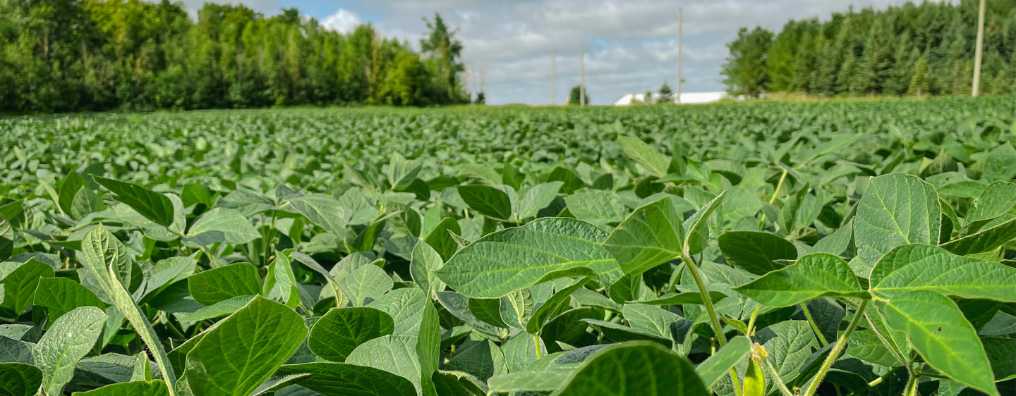 green field of Panorama food grade soybeans
